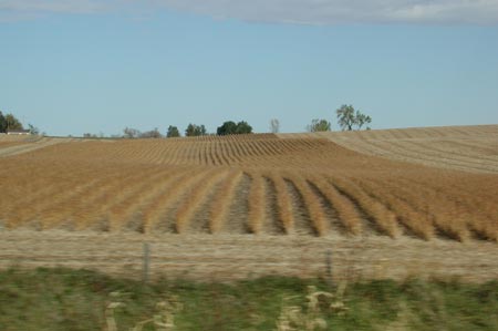 Va05-Corn_westernMN